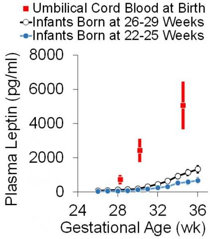 Leptin Deficiency of Prematurity Graph